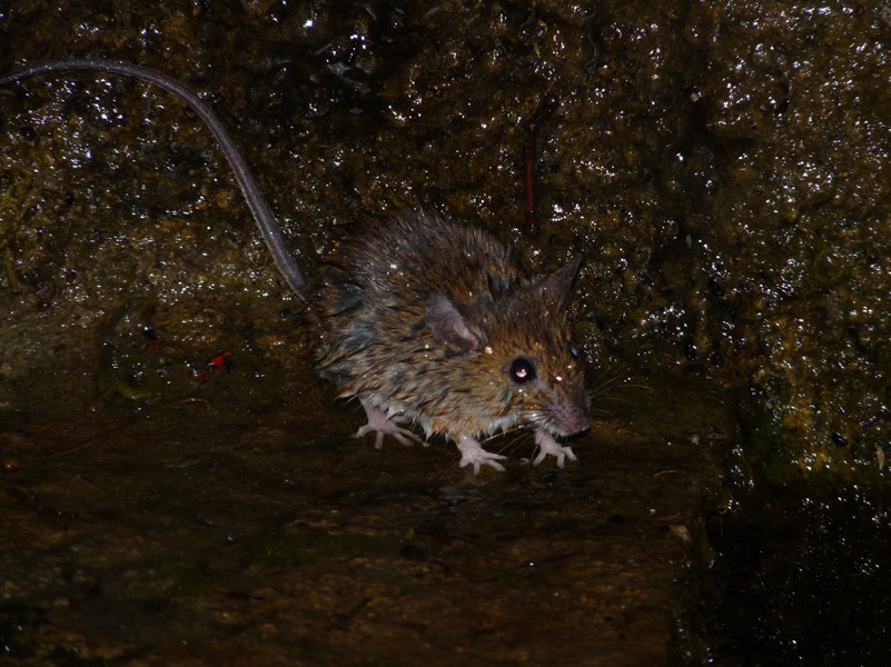 ratto? Apodemus cfr. sylvaticus